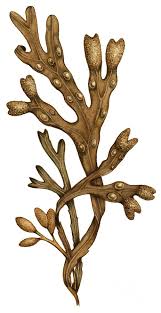 Attēlu rezultāti vaicājumam “Fucus vesiculosus”