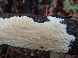 Attēlu rezultāti vaicājumam “Radulomyces confluens”