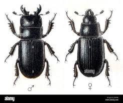 Attēlu rezultāti vaicājumam “Ceruchus chrysomelinus larva”