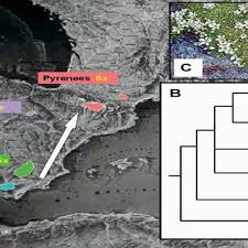 Attēlu rezultāti vaicājumam “Anthyllis arenaria”