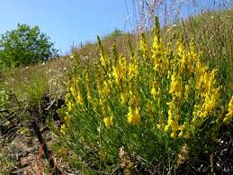 Image result for Genista tinctoria