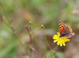 Attēlu rezultāti vaicājumam “Lycaena phlaeas female”