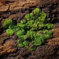 Attēlu rezultāti vaicājumam “Aneura pinguis”