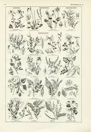 Attēlu rezultāti vaicājumam “Leguminosae”