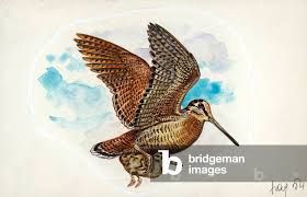 Attēlu rezultāti vaicājumam “Scolopax rusticola juvenile”