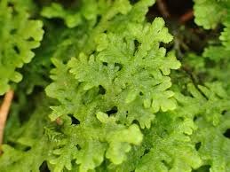 Attēlu rezultāti vaicājumam “Trichocolea tomentella sporophyte”