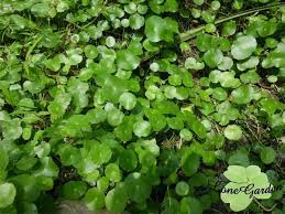 「香菇草」的圖片搜尋結果