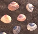 Attēlu rezultāti vaicājumam “Macoma baltica”