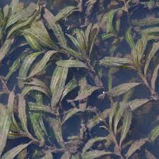 Attēlu rezultāti vaicājumam “Potamogetonaceae”