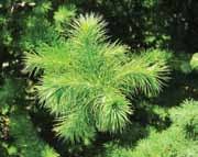 Attēlu rezultāti vaicājumam “Larix kaempferi fruit”