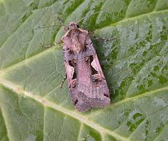 Attēlu rezultāti vaicājumam “Xestia c-nigrum”