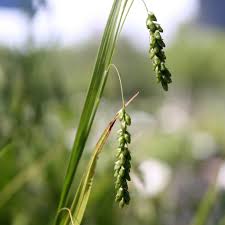 Attēlu rezultāti vaicājumam “Carex sylvatica flower”