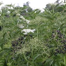 Attēlu rezultāti vaicājumam “Sambucus nigra”