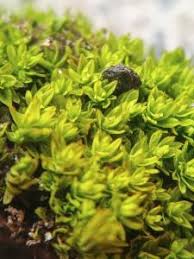 Attēlu rezultāti vaicājumam “Barbula unguiculata macro”