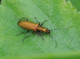 Attēlu rezultāti vaicājumam “Chrysanthia viridissima”
