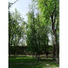 Attēlu rezultāti vaicājumam “Tilia platyphyllos subsp. cordifolia”