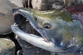Image result for Oncorhynchus nerka