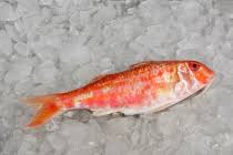 Image result for Mullus surmuletus