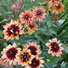 Image result for Rudbeckia