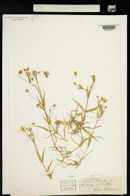 Attēlu rezultāti vaicājumam “Stellaria holostea”