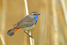 Attēlu rezultāti vaicājumam “Luscinia svecica”