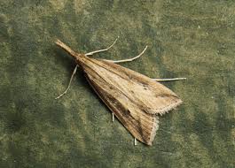 Attēlu rezultāti vaicājumam “Donacaula mucronella”