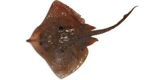 Image result for Raja clavata