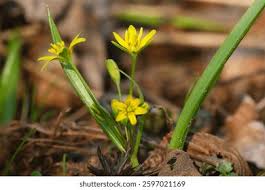 Attēlu rezultāti vaicājumam “Gagea lutea flower”