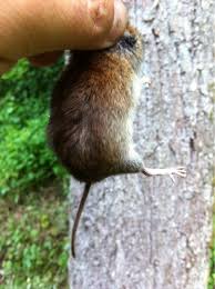 Attēlu rezultāti vaicājumam “Myodes glareolus”