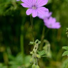 Attēlu rezultāti vaicājumam “Geranium pyrenaicum flower”