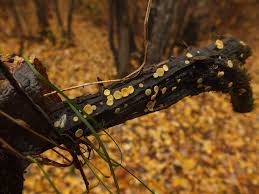 Attēlu rezultāti vaicājumam “Hymenoscyphus calyculus”