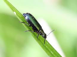 Attēlu rezultāti vaicājumam “Dasytes caeruleus imago”