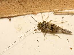 Attēlu rezultāti vaicājumam “Psococerastis gibbosa”