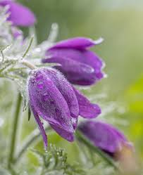 Attēlu rezultāti vaicājumam “Pulsatilla”