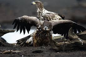 Image result for Haliaeetus albicilla