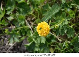 Attēlu rezultāti vaicājumam “Ranunculus repens leaf”