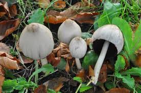 Image result for coprinus