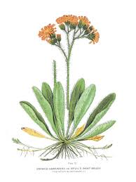 Image result for Hieracium aurantiacum