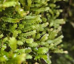 Attēlu rezultāti vaicājumam “Fissidens osmundoides”