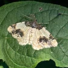 Attēlu rezultāti vaicājumam “Ligdia adustata”