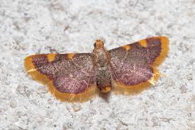 Attēlu rezultāti vaicājumam “Hypsopygia costalis”