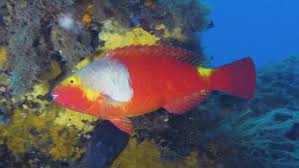 Image result for Sparisoma cretense