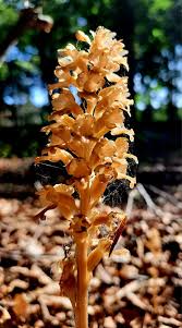 Attēlu rezultāti vaicājumam “Neottia nidus-avis”