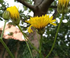 Attēlu rezultāti vaicājumam “Crepis biennis leaf”
