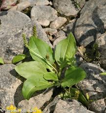 Attēlu rezultāti vaicājumam “Plantago major subsp. intermedia leaf”