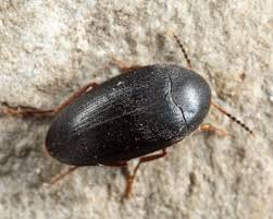 Attēlu rezultāti vaicājumam “Tetratomidae”