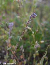 Attēlu rezultāti vaicājumam “Myosotis stricta”