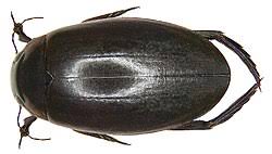 Attēlu rezultāti vaicājumam “Colymbetes striatus”