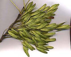 Attēlu rezultāti vaicājumam “Fraxinus excelsior fruit”