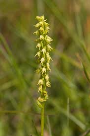 Attēlu rezultāti vaicājumam “Herminium monorchis fruit”